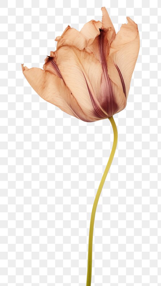 PNG Real Pressed tulip flower petal plant.