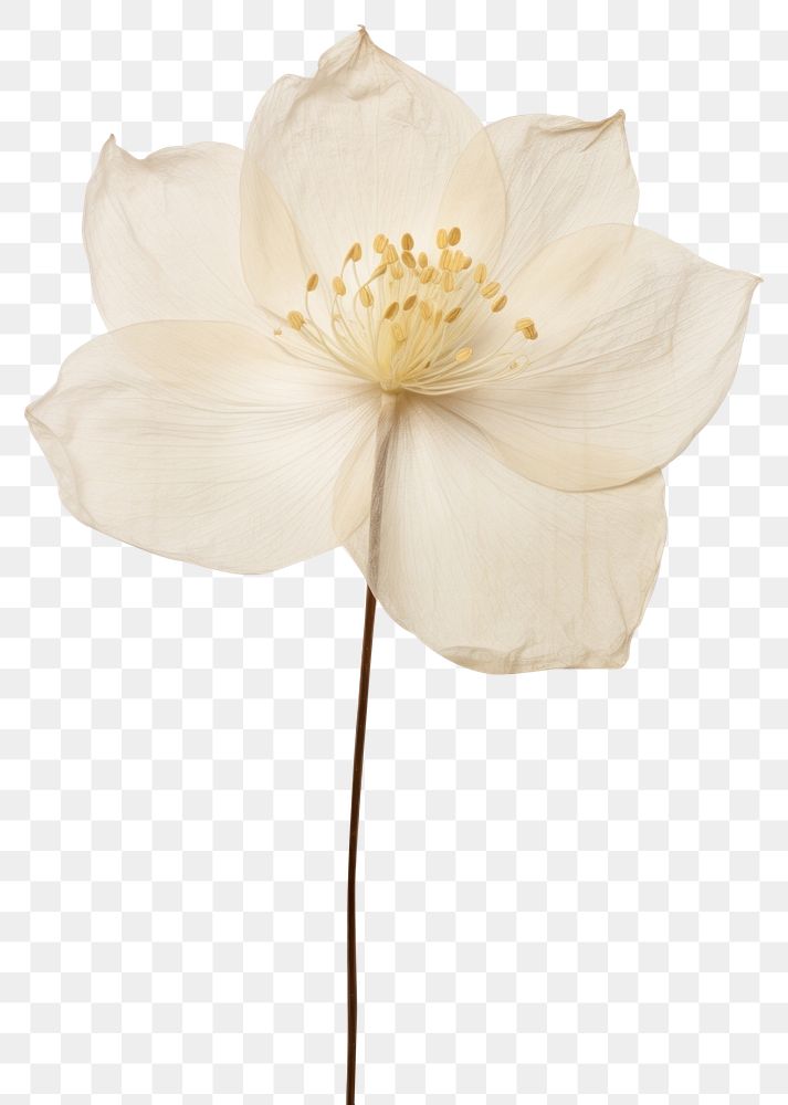 PNG Real Pressed white lotus flower petal plant.