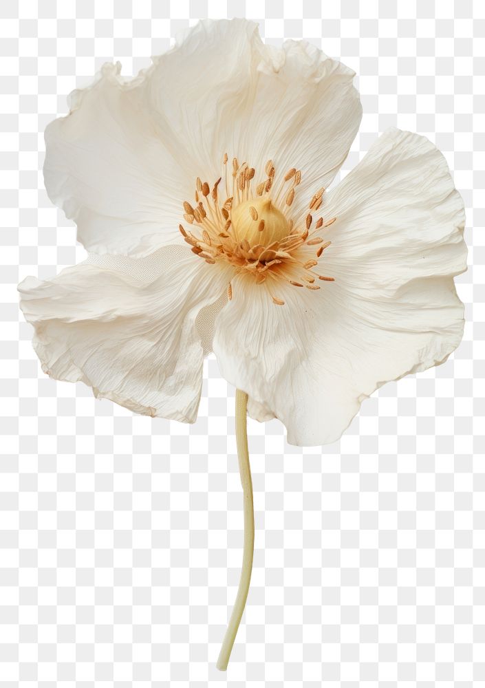 PNG Real Pressed white poppy flower petal plant