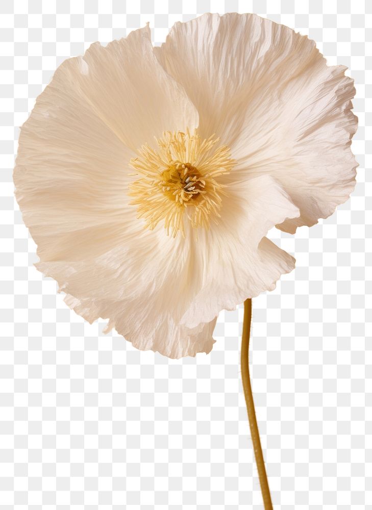 PNG Real Pressed white poppy flower blossom petal.