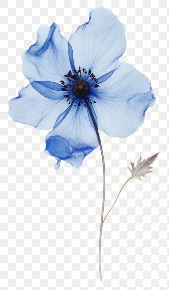 PNG Real Pressed blue flower nature petal plant