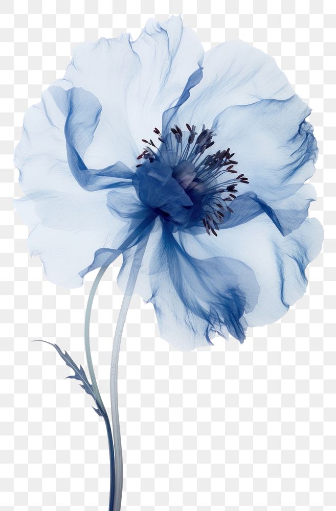 PNG Real Pressed blue peony flower blossom petal