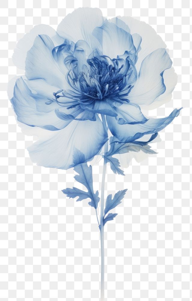 PNG Real Pressed blue peony flower drawing sketch.