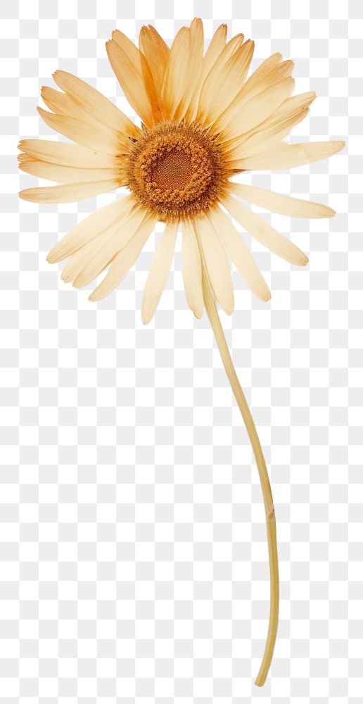 PNG Real Pressed daisy flower sunflower petal.