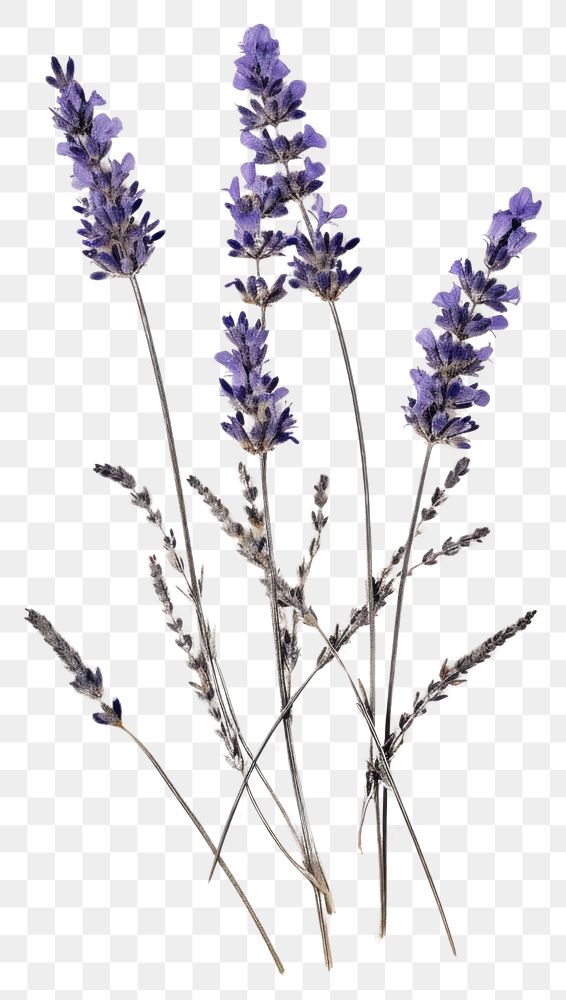 PNG Real Pressed lavender flowers blossom plant herb.