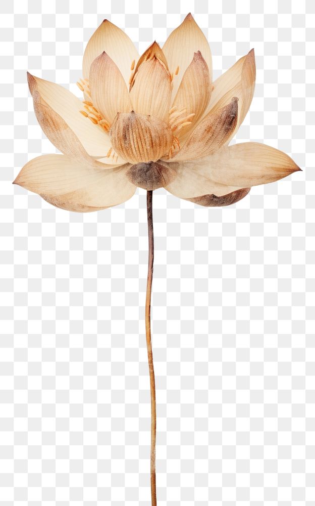 PNG Real Pressed lotus flower petal plant.