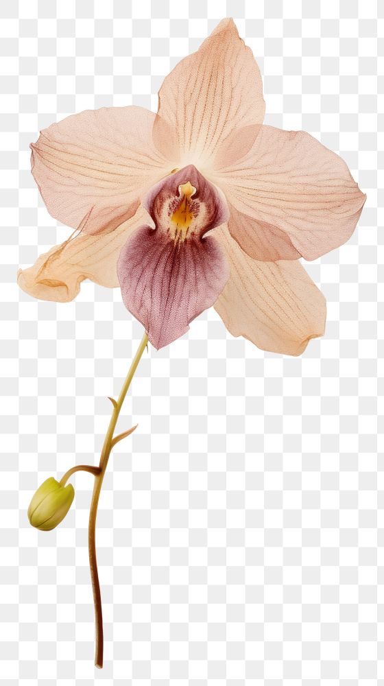 PNG Real Pressed orchid flower petal plant.