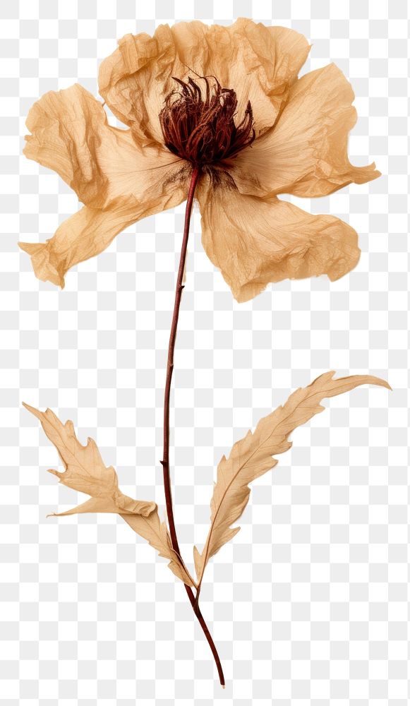 PNG Real Pressed peony flower petal plant.