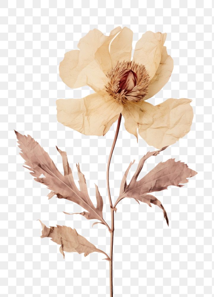 PNG Real Pressed peony flower plant paper.