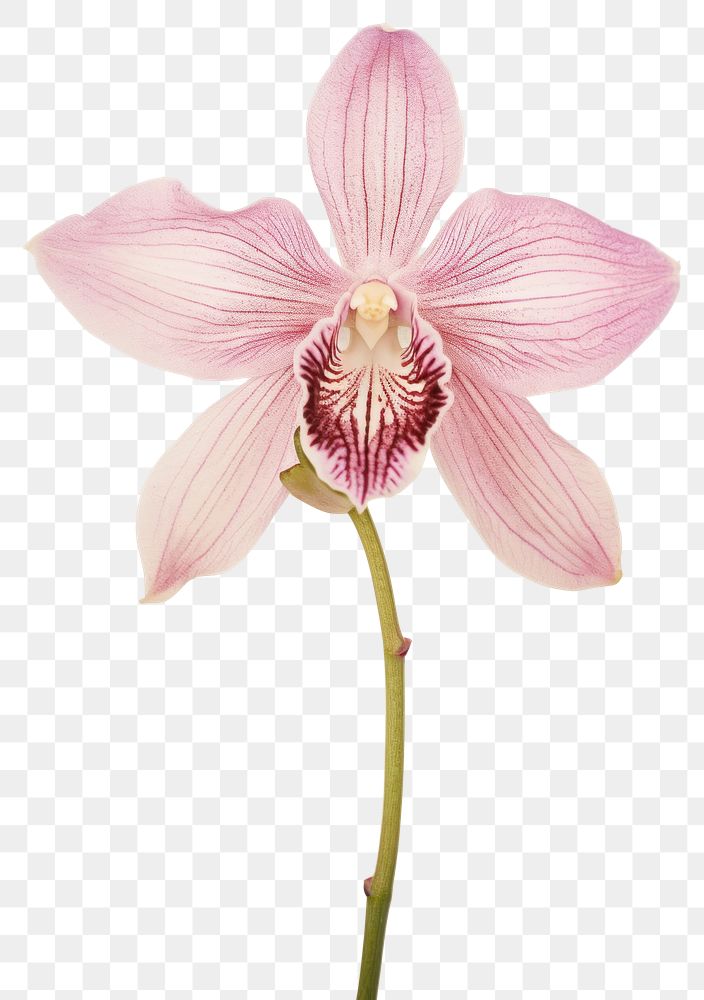 PNG Real Pressed pink orchid flower petal plant.