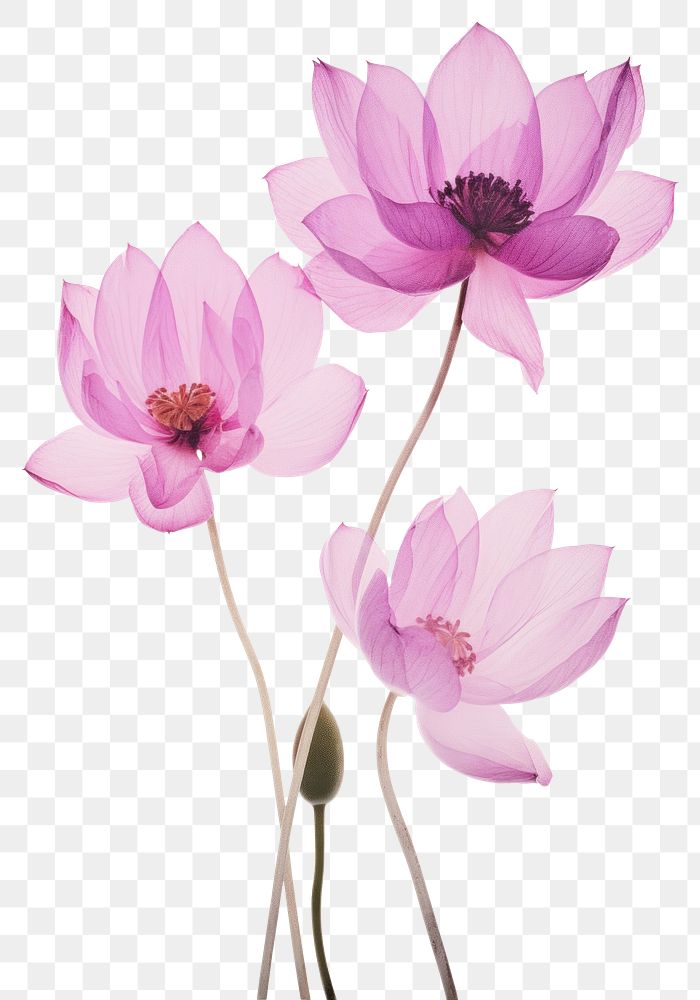 PNG Real Pressed pink and purple lotus flowers blossom petal plant.