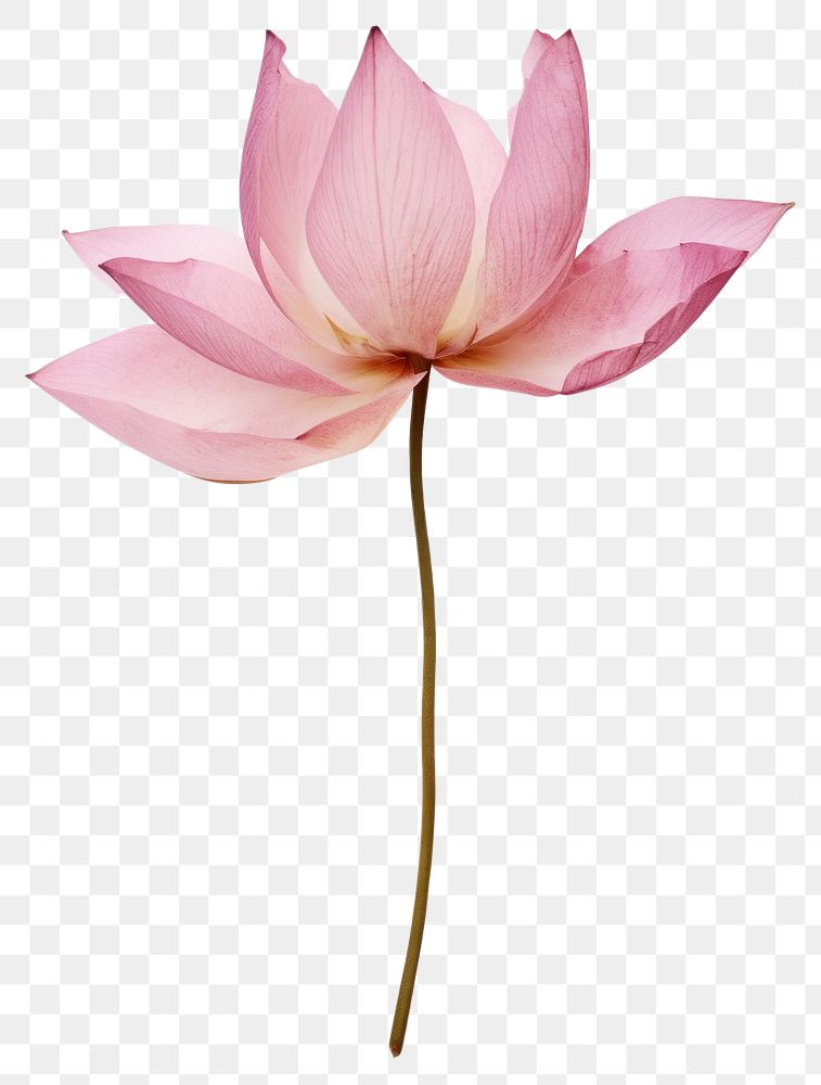 PNG Real Pressed pink lotus flower petal plant.