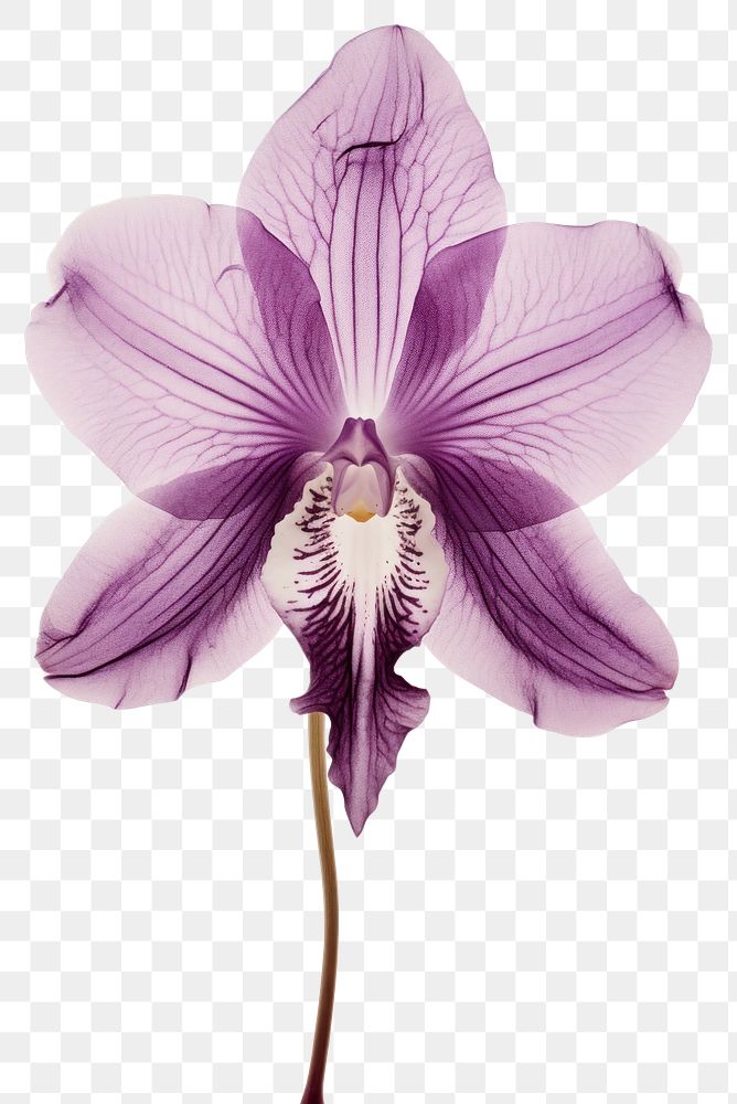 PNG Real Pressed purple orchid flower blossom petal.