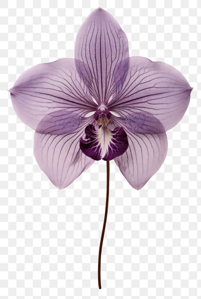 PNG Real Pressed purple orchid flower petal plant.
