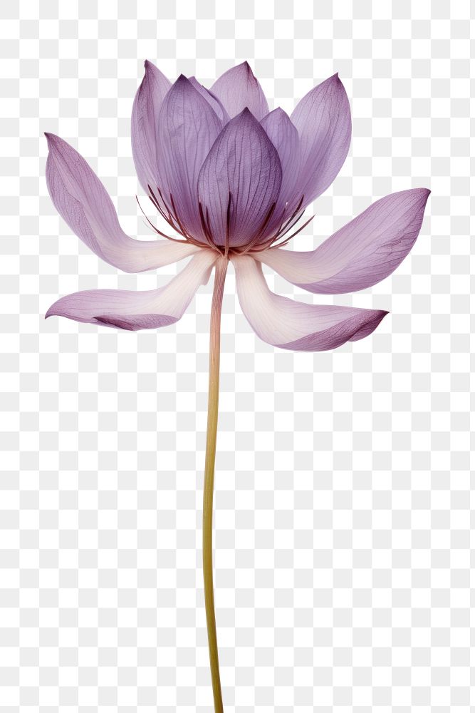 PNG Real Pressed purple lotus flower blossom petal