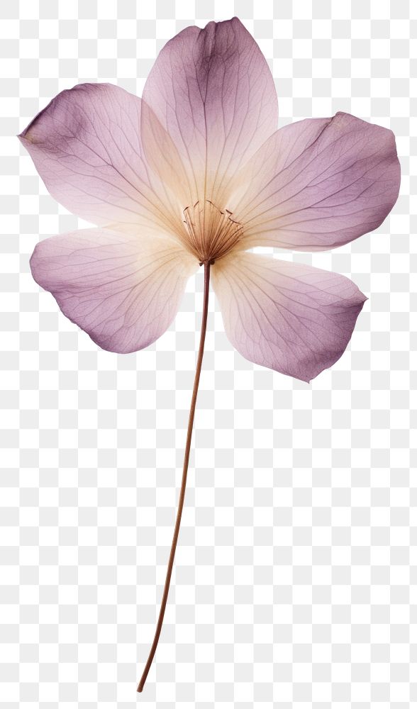 PNG Real Pressed purple lotus flower petal plant.
