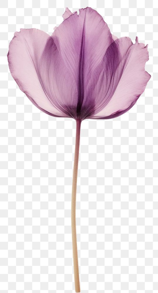 PNG Real Pressed purple tulip flower blossom petal.