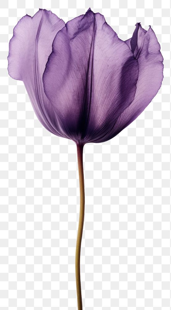 PNG Real Pressed purple tulip flower petal plant.