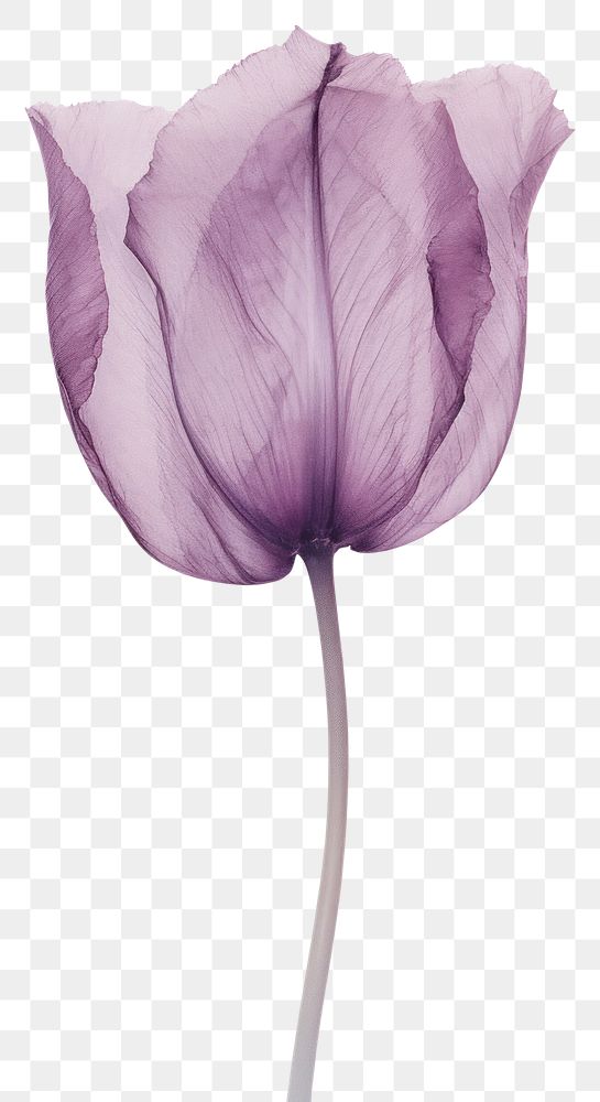 PNG Real Pressed purple tulip flower petal plant