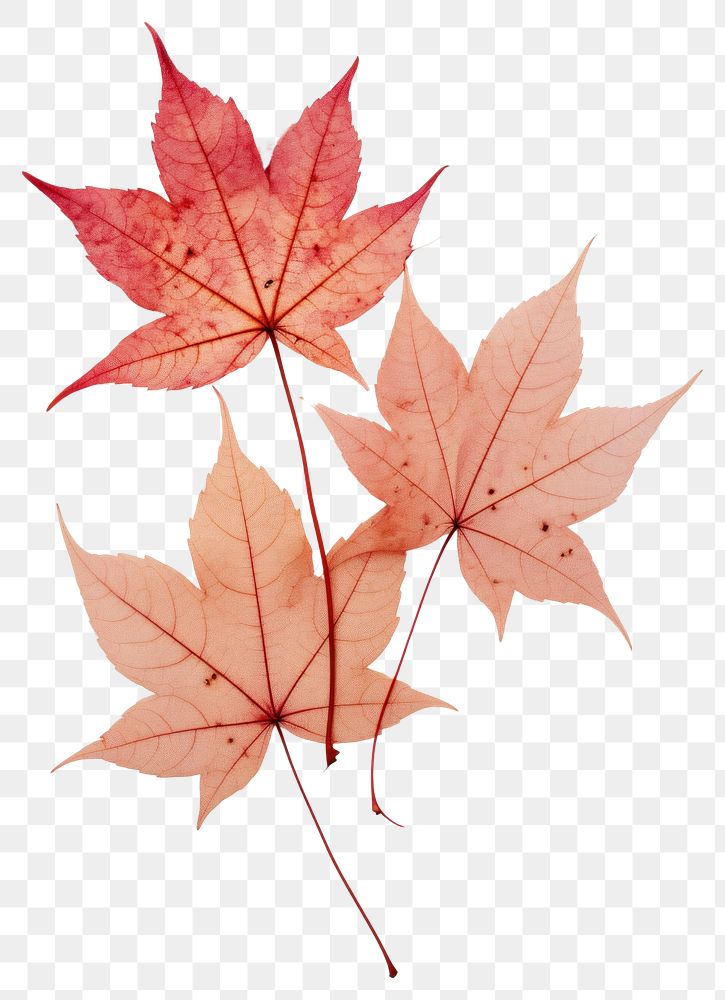 PNG Real Pressed red maple leaves plant leaf tree.