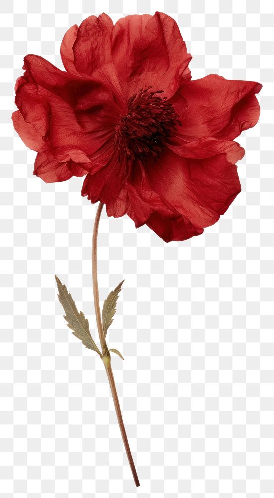 PNG Real Pressed red peony flower petal plant