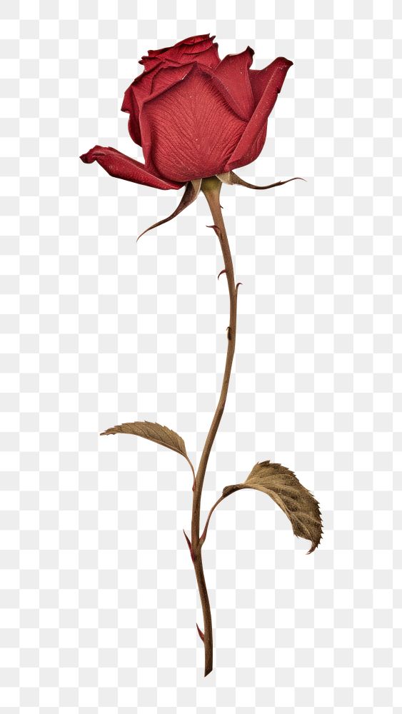 PNG Real Pressed red rose flower petal plant