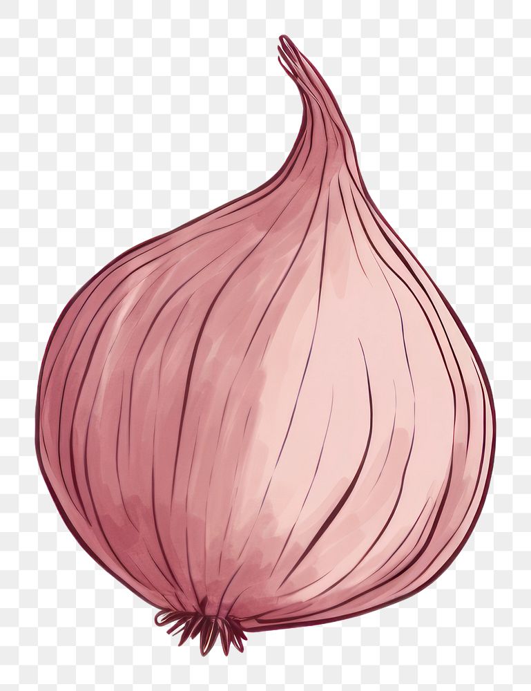 PNG Onion shallot drawing plant.