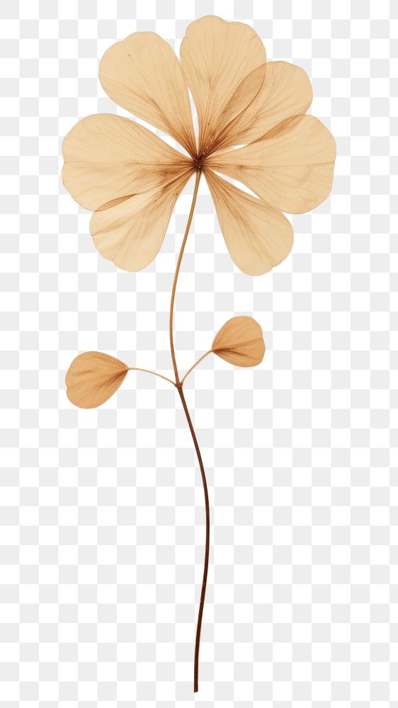 PNG Real pressed clover leaf flower petal plant. AI generated Image by rawpixel.