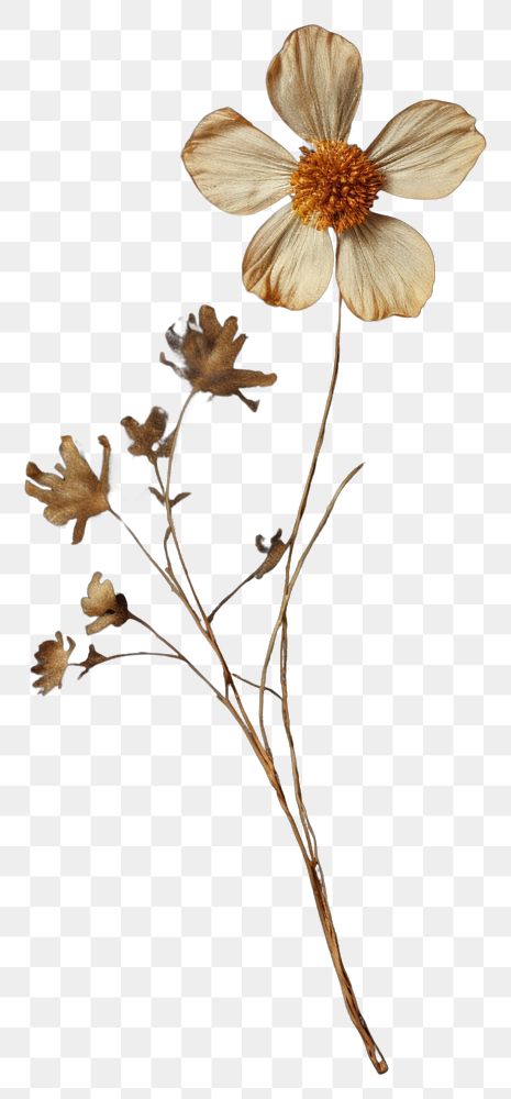 PNG Real pressed dried cute flower plant petal inflorescence. AI generated Image by rawpixel.