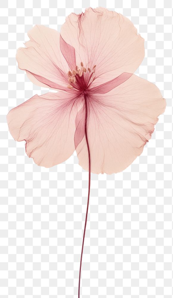 PNG Real pressed dried pink flower hibiscus petal plant. AI generated Image by rawpixel.
