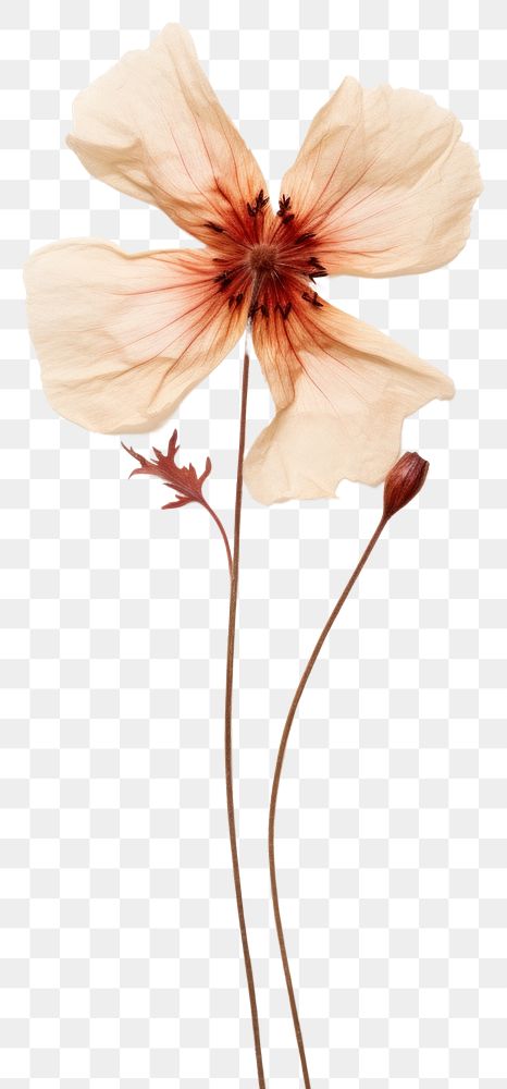 PNG Real pressed dried small flower petal plant inflorescence. AI generated Image by rawpixel.