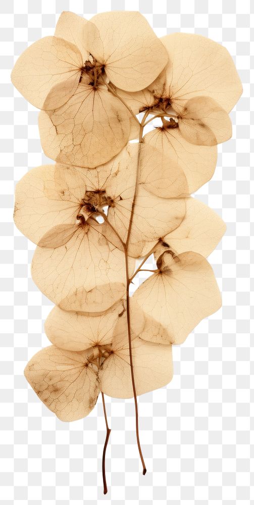 PNG Real pressed hydrangea flower plant leaf