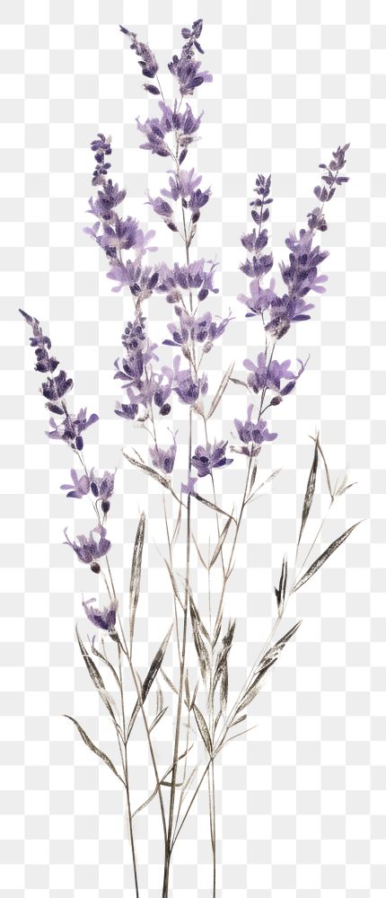 PNG Real pressed lavender flower | Premium PNG - rawpixel