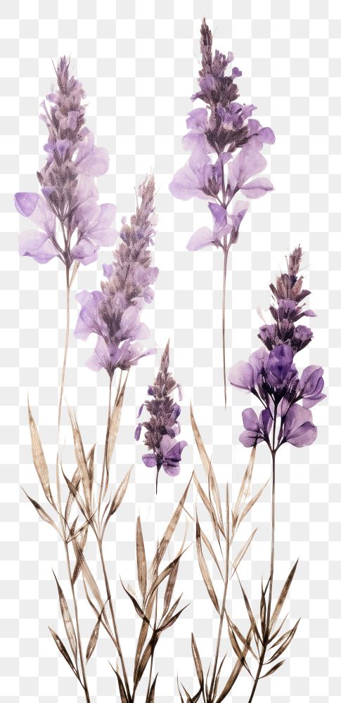 PNG Real pressed lavender flowers blossom purple plant