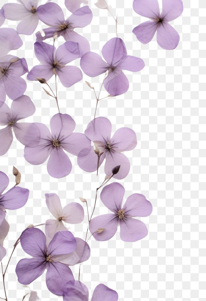 PNG  Real pressed lilac flowers backgrounds purple petal