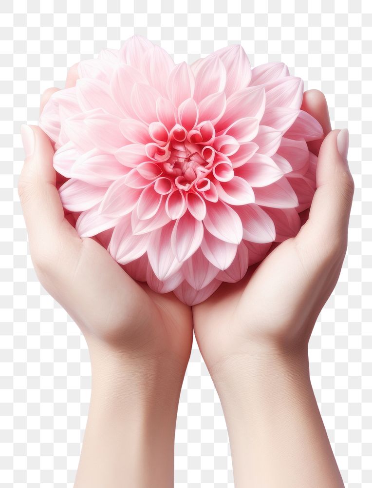 PNG Hope Bloom flower dahlia petal. AI generated Image by rawpixel.