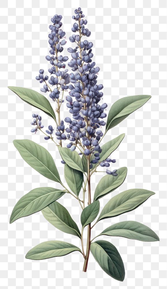 PNG Blue flower lavender blossom plant