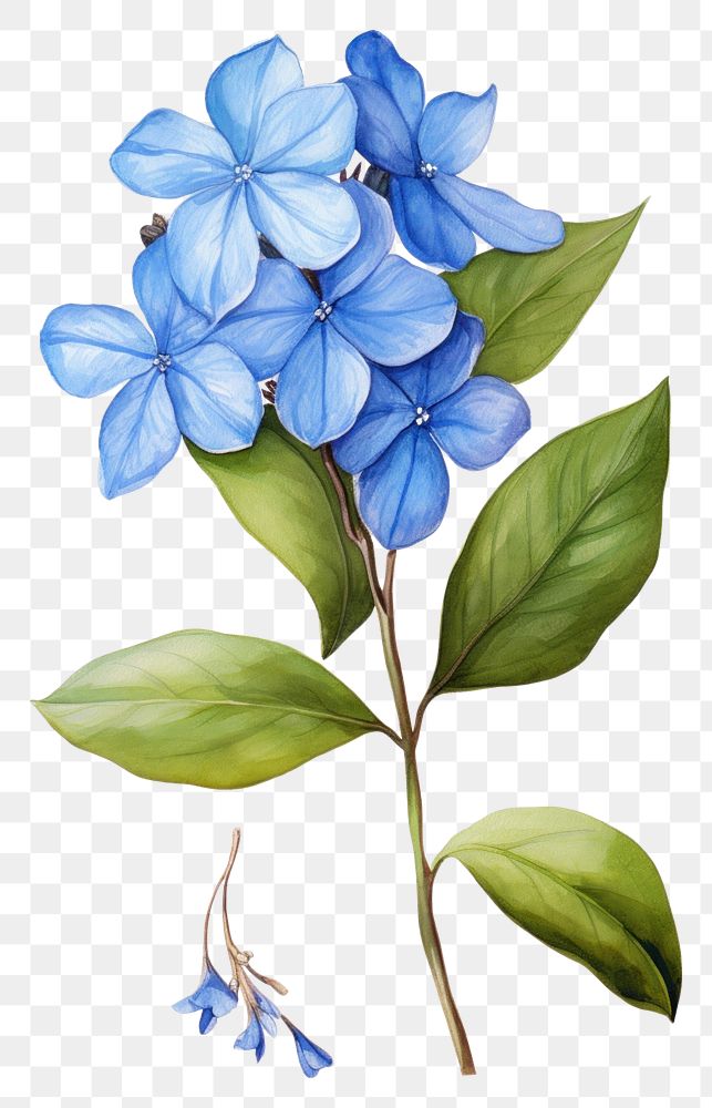 PNG Blue flower blossom plant leaf.