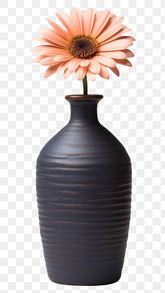 PNG Flower vase pottery plant daisy.