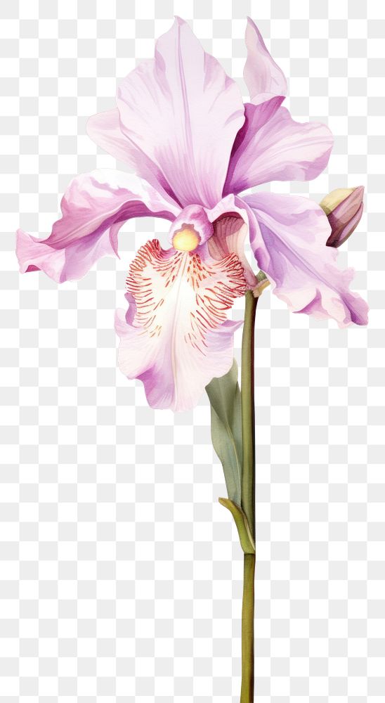 PNG Watercolor cattleya flower blossom orchid petal