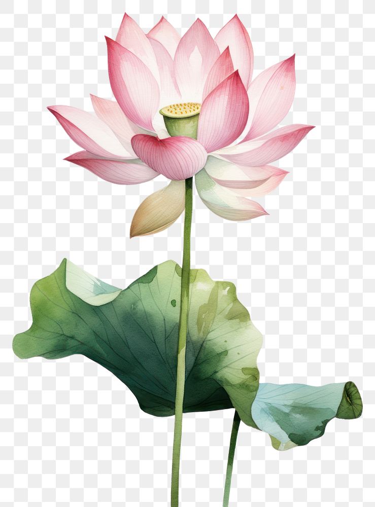 PNG Watercolor lotus flower plant lily white background