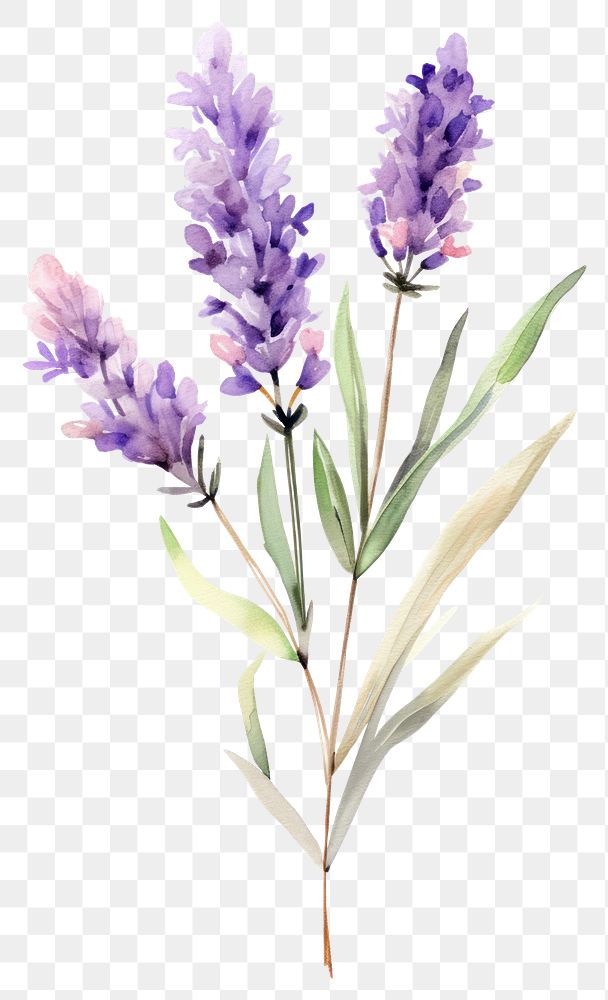 PNG Watercolor lavender flower blossom plant white background.
