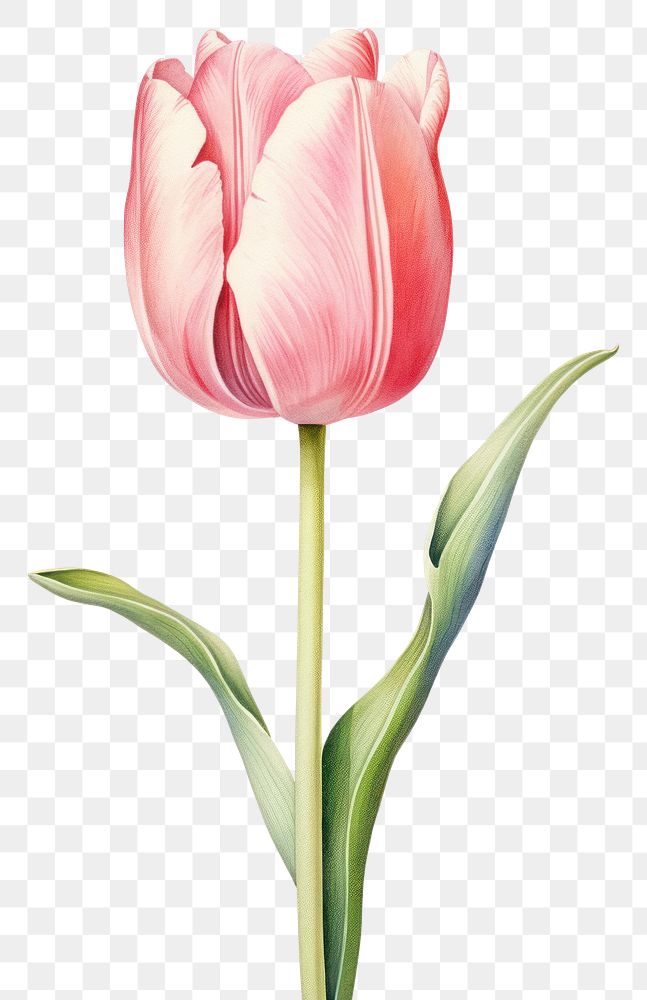 PNG Watercolor tulip flower blossom plant inflorescence.