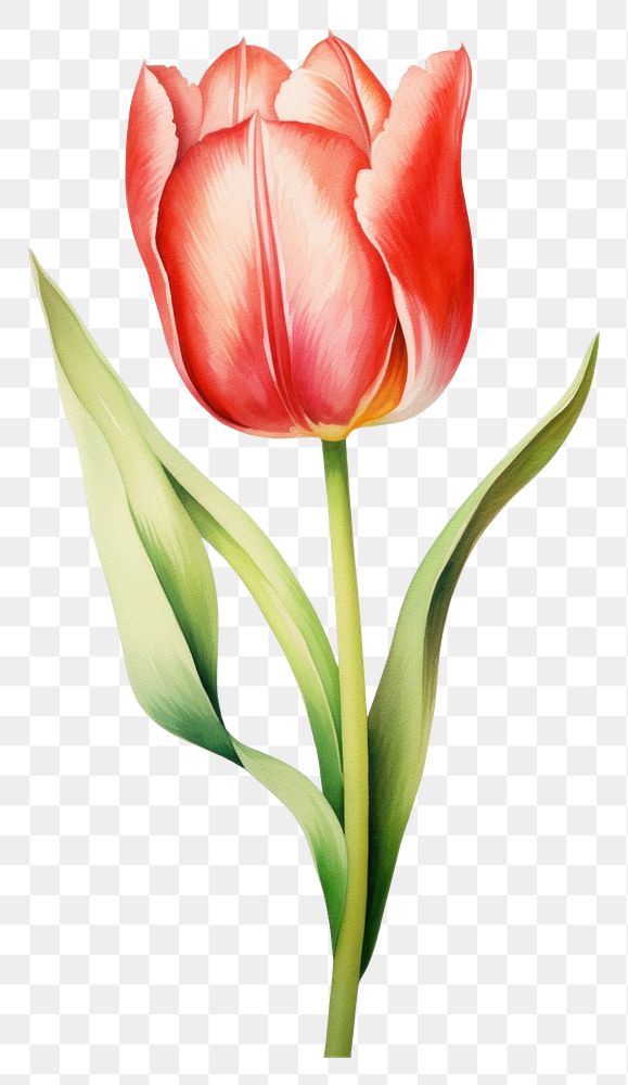 PNG Watercolor tulip flower plant white background inflorescence.