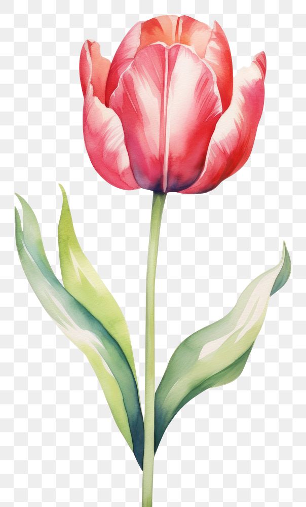 PNG Watercolor tulip flower blossom plant white background.