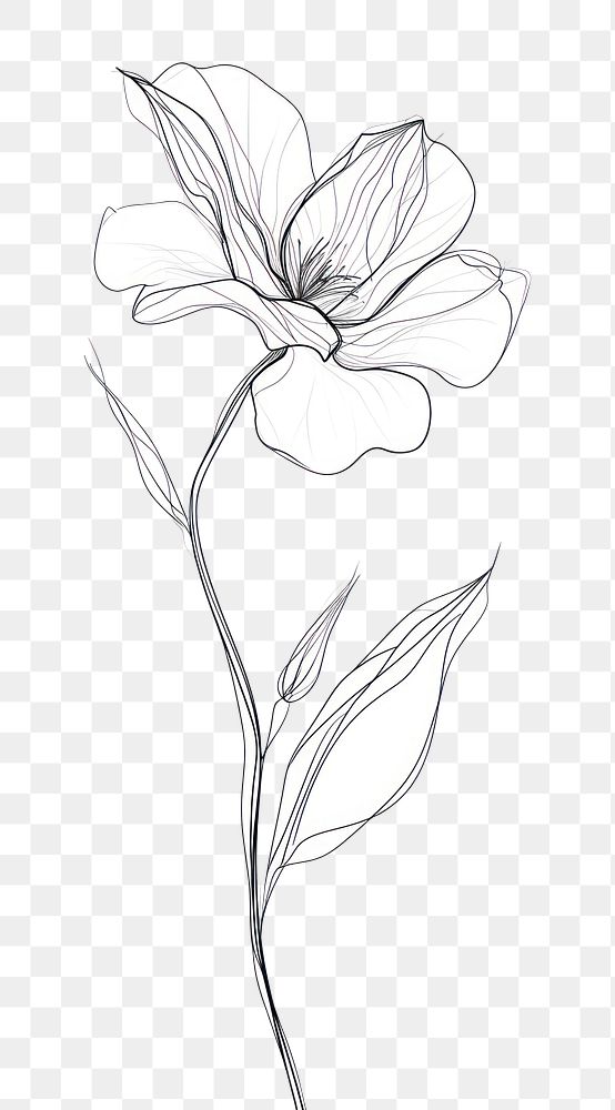 PNG Line art flower drawing sketch white