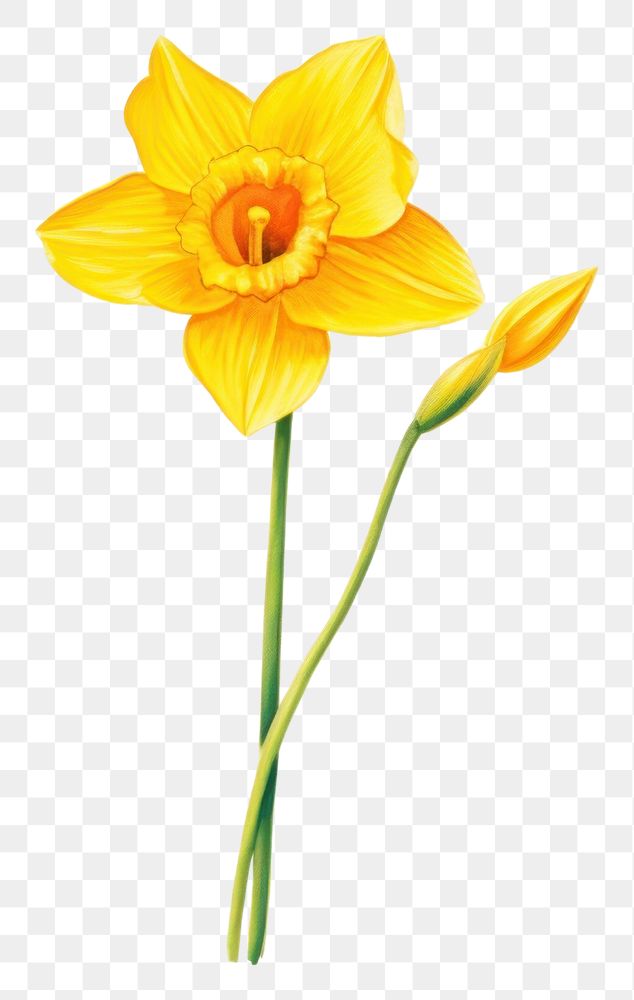 PNG  Daffodil flower plant white background.