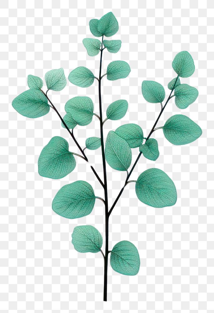 PNG Mint plant leaf art