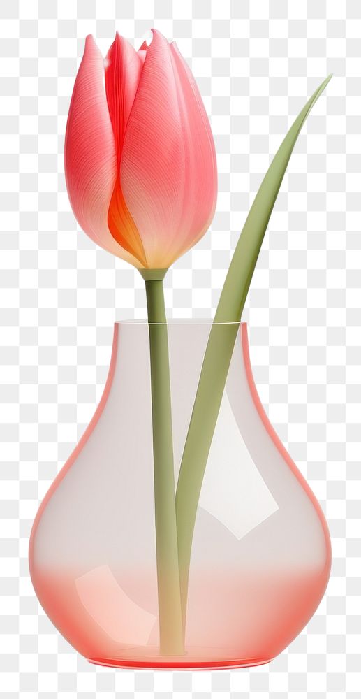 PNG  Tulip flower plant vase white background. AI generated Image by rawpixel.