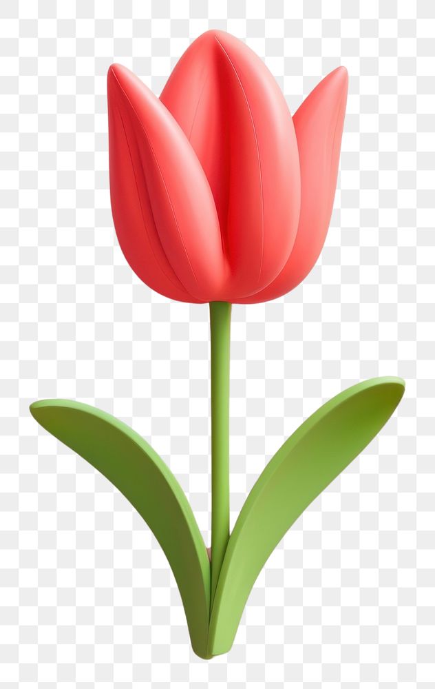 PNG Tulip flower plant inflorescence proteales.